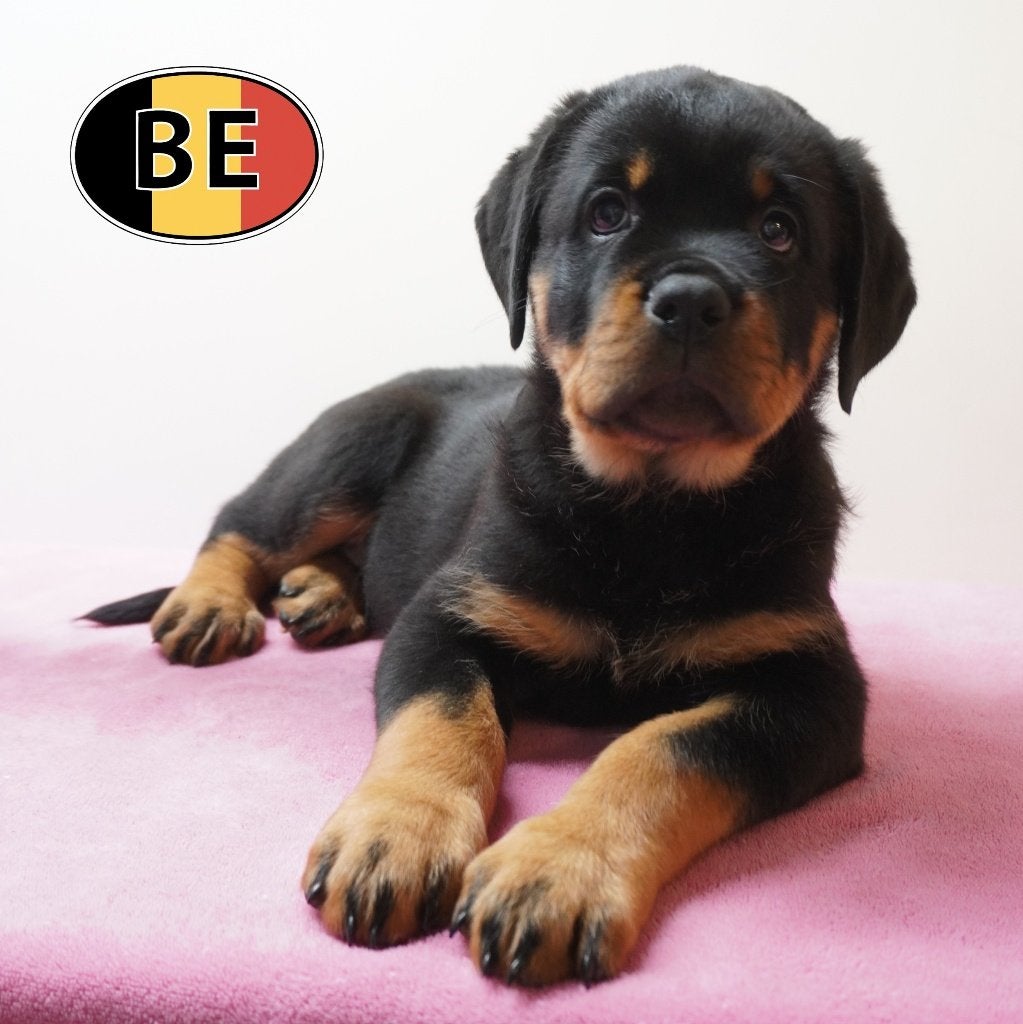 Rottweiler femelles à vendre — Force et tendresse, Commerçant, Chienne, Belgique, 8 à 15 semaines