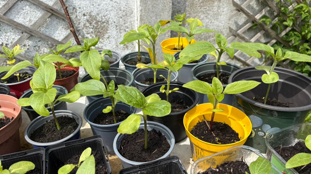 Zonnebloem plantjes ( halfhoge ), Tuin en Terras, Bloembollen en Zaden, Ophalen