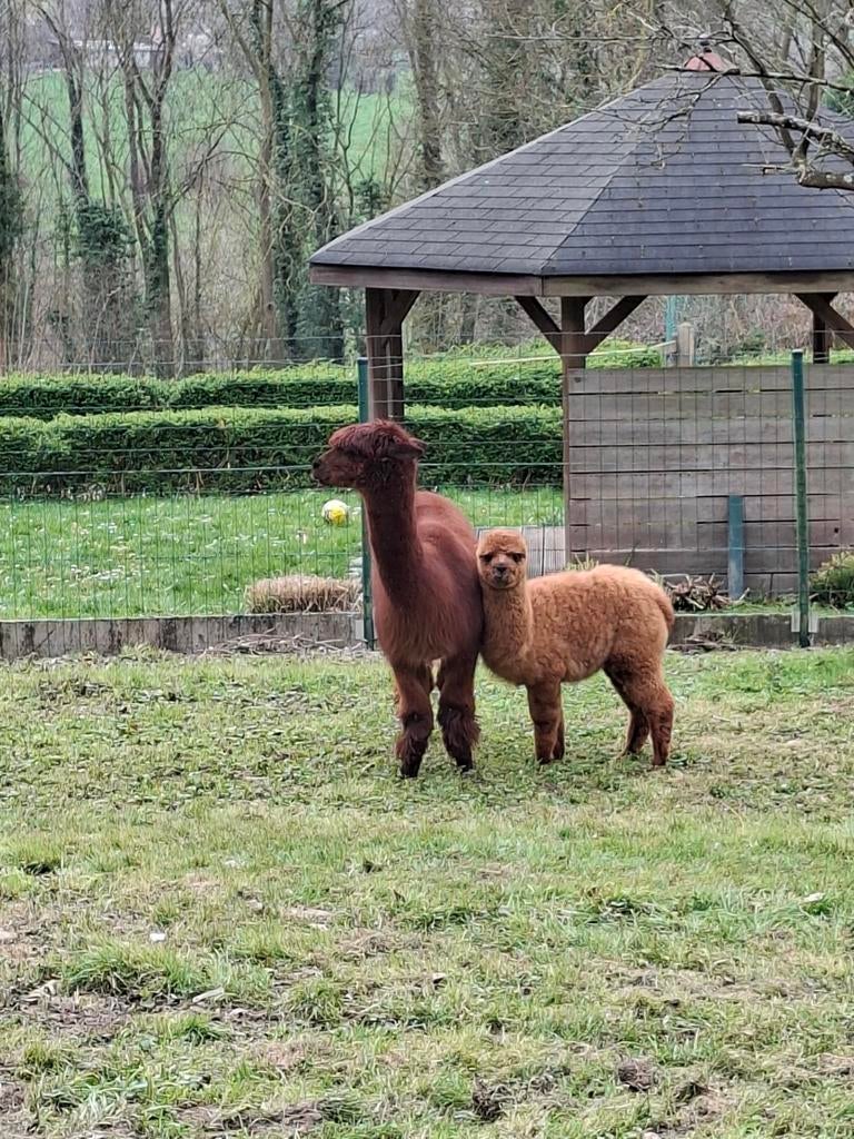 Alpaca merrie met hengstje van 6maand, Meerdere dieren, 0 tot 2 jaar