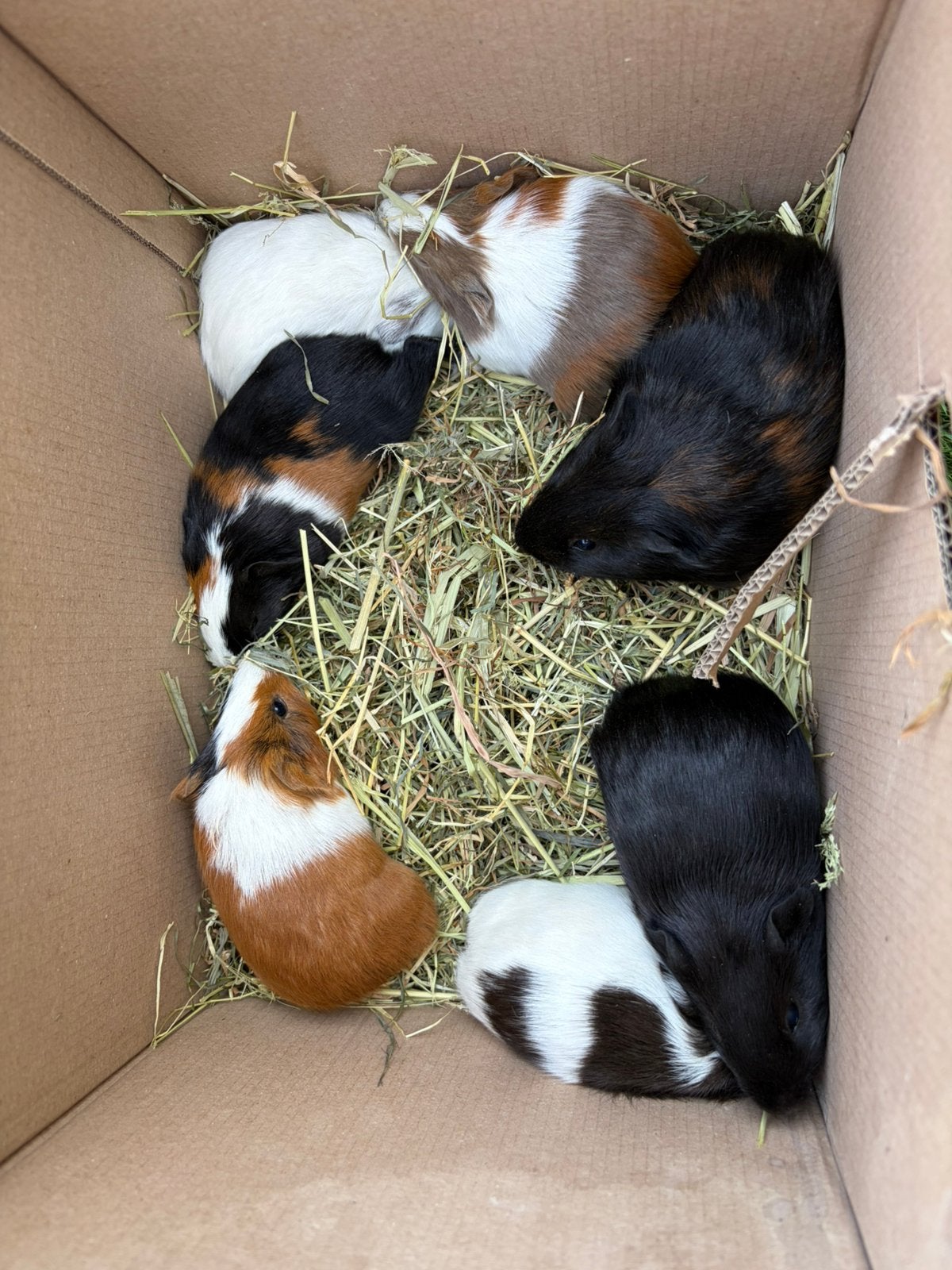 Jonge cavia zeugjes en 1 wit bokje, Dieren en Toebehoren, Knaagdieren, Mei, Vrouwelijk, Cavia