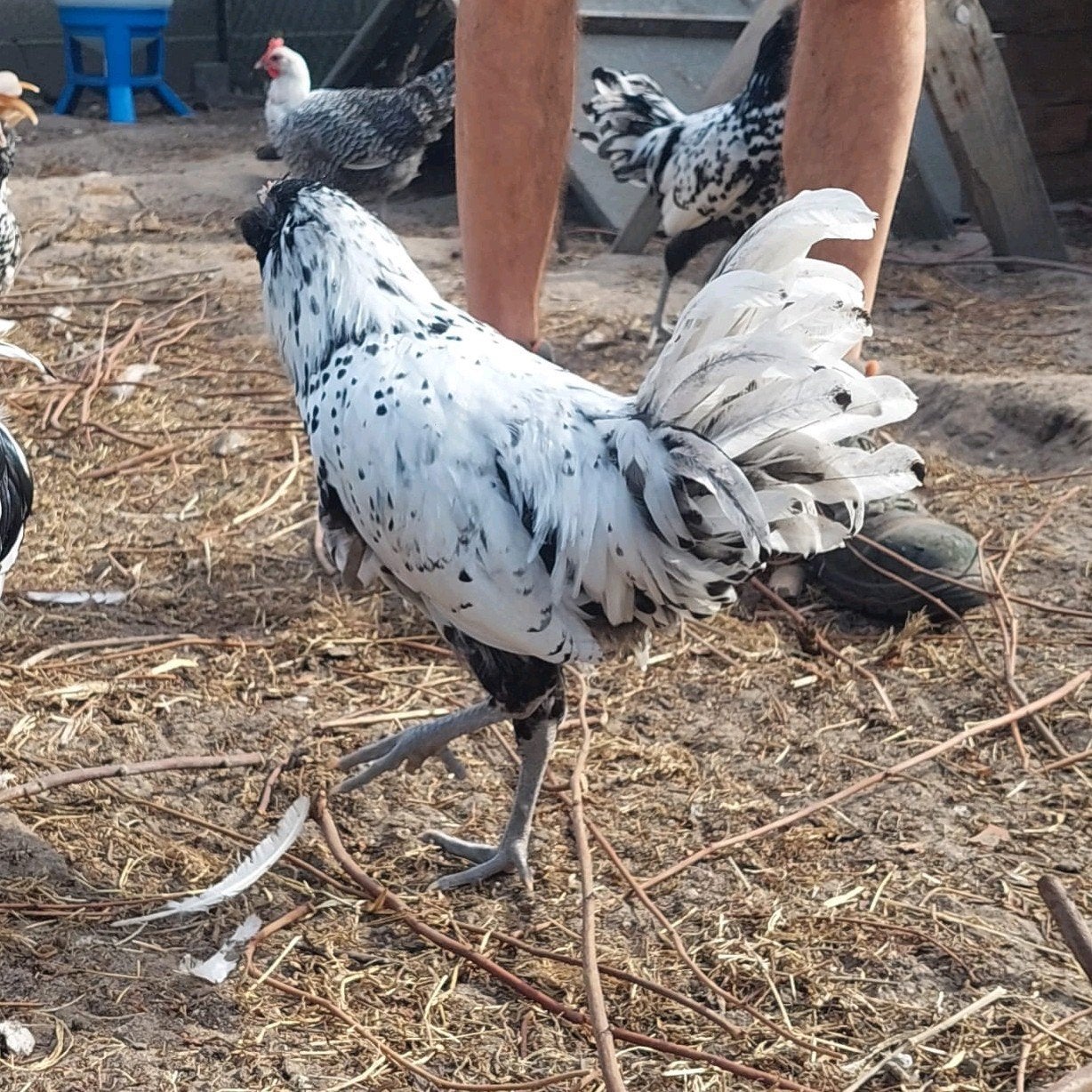 Hanen gratis af te halen (Eersel, NL), Dieren en Toebehoren, Mannelijk, Kip