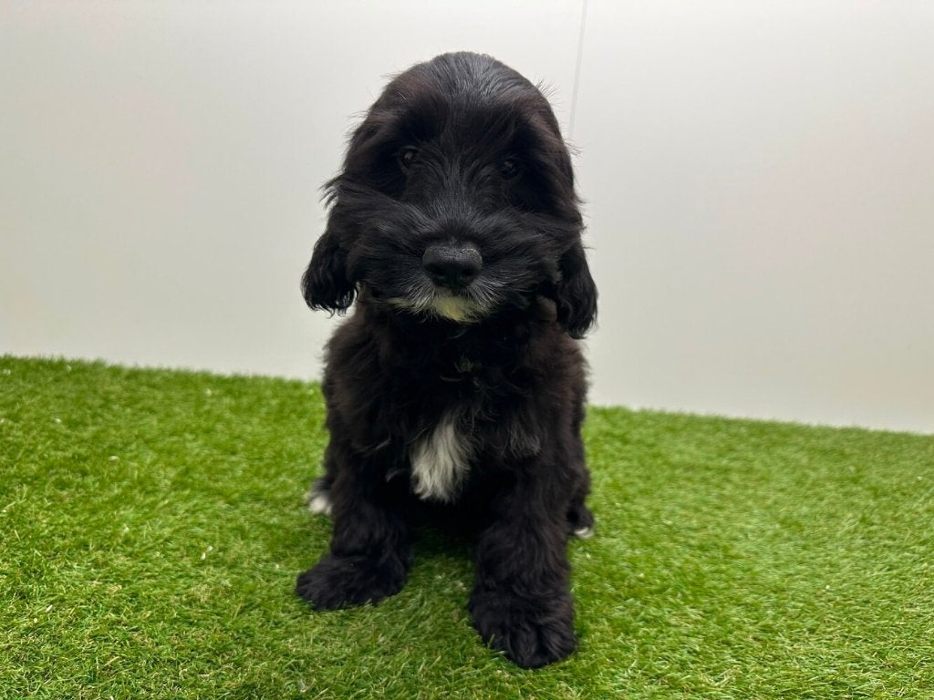 Cockapoo puberpups, Dieren en Toebehoren, België, 15 weken tot 1 jaar, Parvo, Meerdere