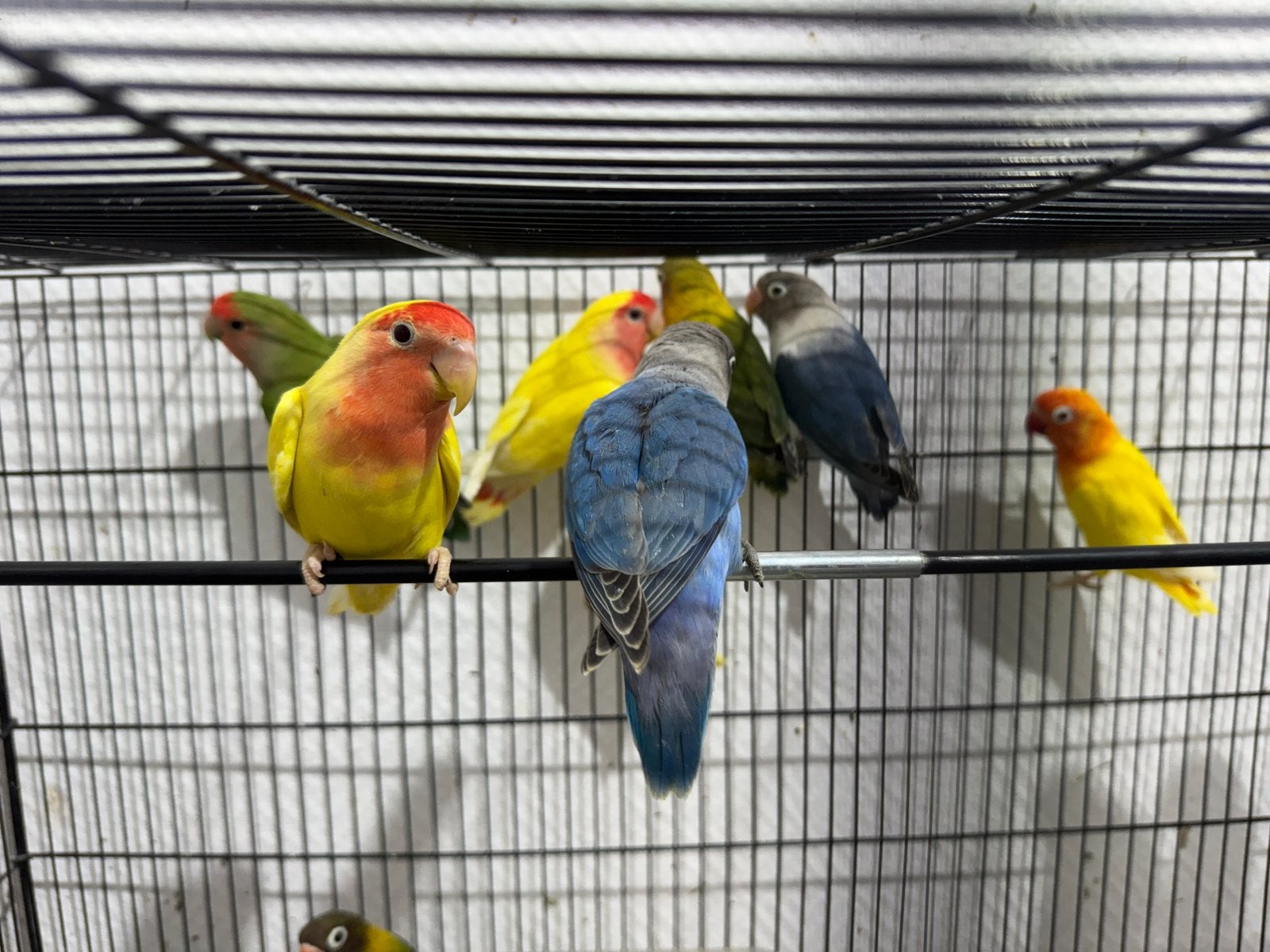 Inséparables à vendre, Animaux & Accessoires, Oiseaux | Perruches & Perroquets