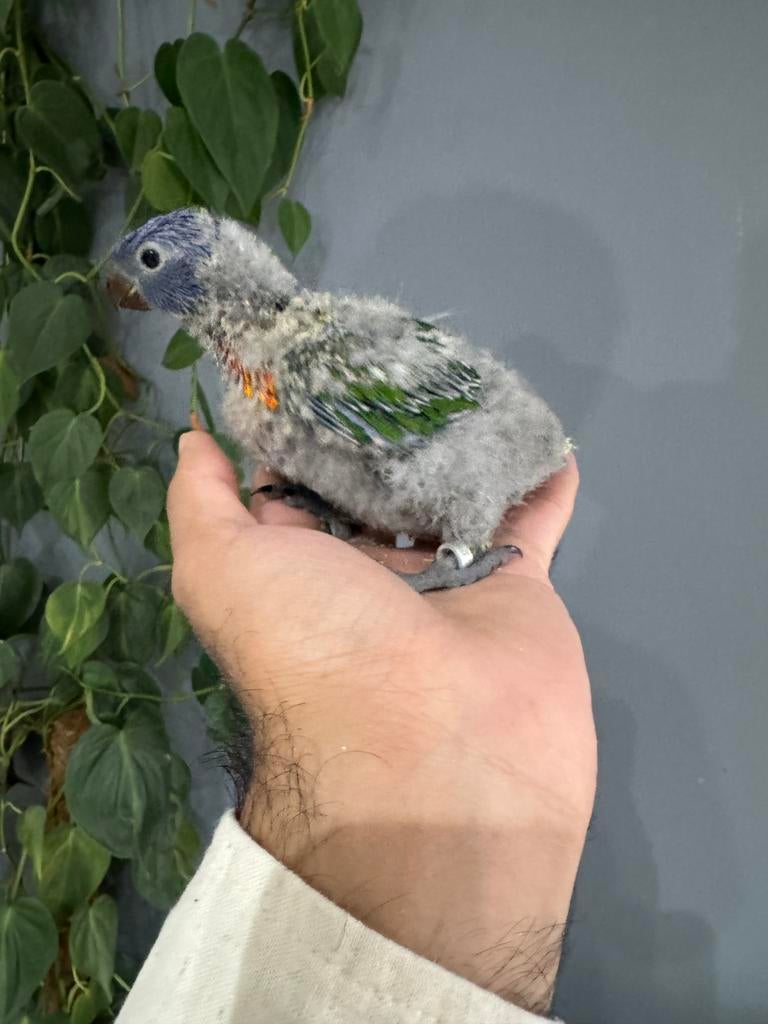 Bébé Loriquet Élevé à la Main à Vendre !