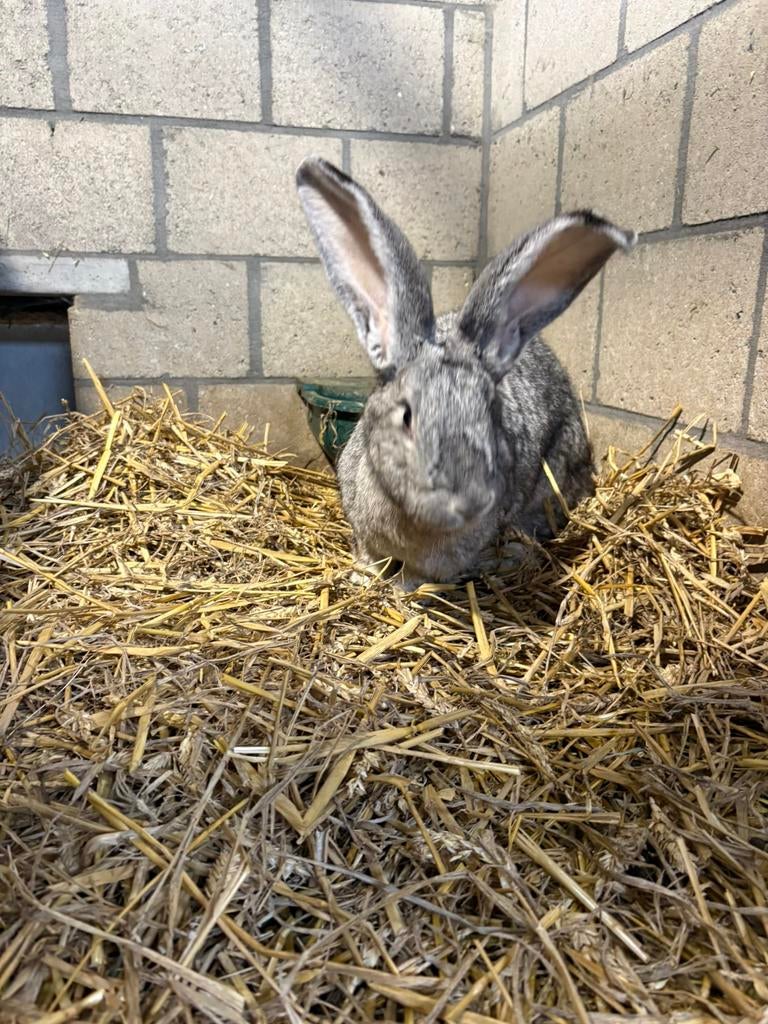 Vlaamse reus, chinchilla kleur, Femelle, Grand, 0 à 2 ans