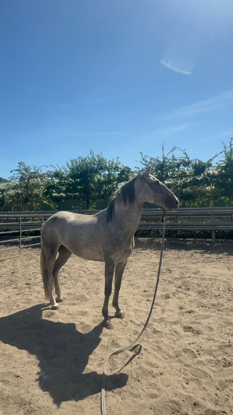 Super lieve merrie te koop, Jument