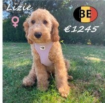 Cockapoo (teefjes) te koop, geboren in België, België, 15 weken tot 1 jaar, CDV (hondenziekte), Teef