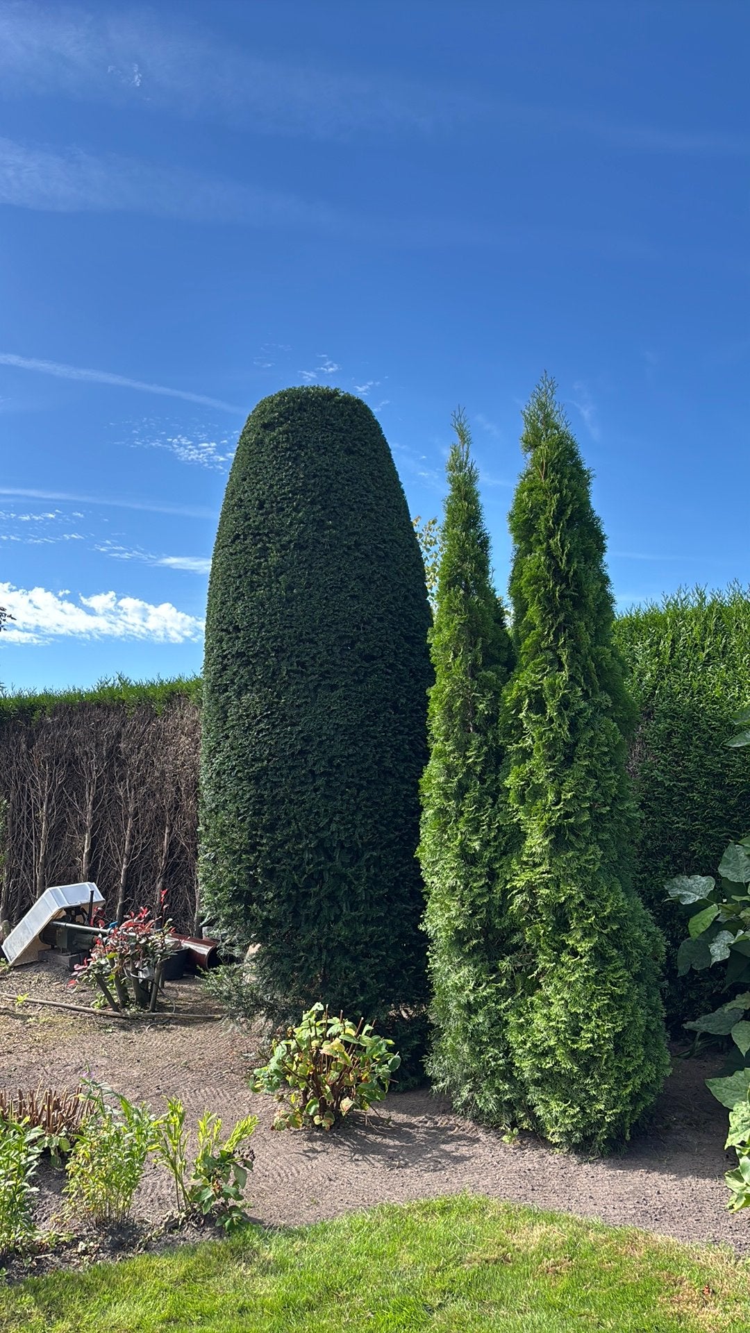 Taxus, Enlèvement
