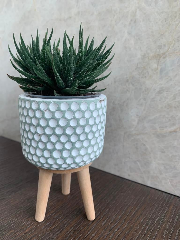 Klein bloempotje met sterk plantje, Ophalen, Zo goed als nieuw