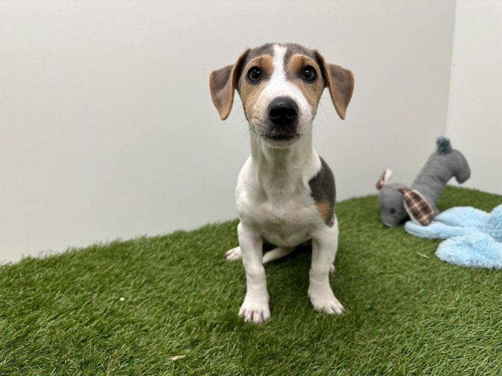 Jack Russell Terrier pup