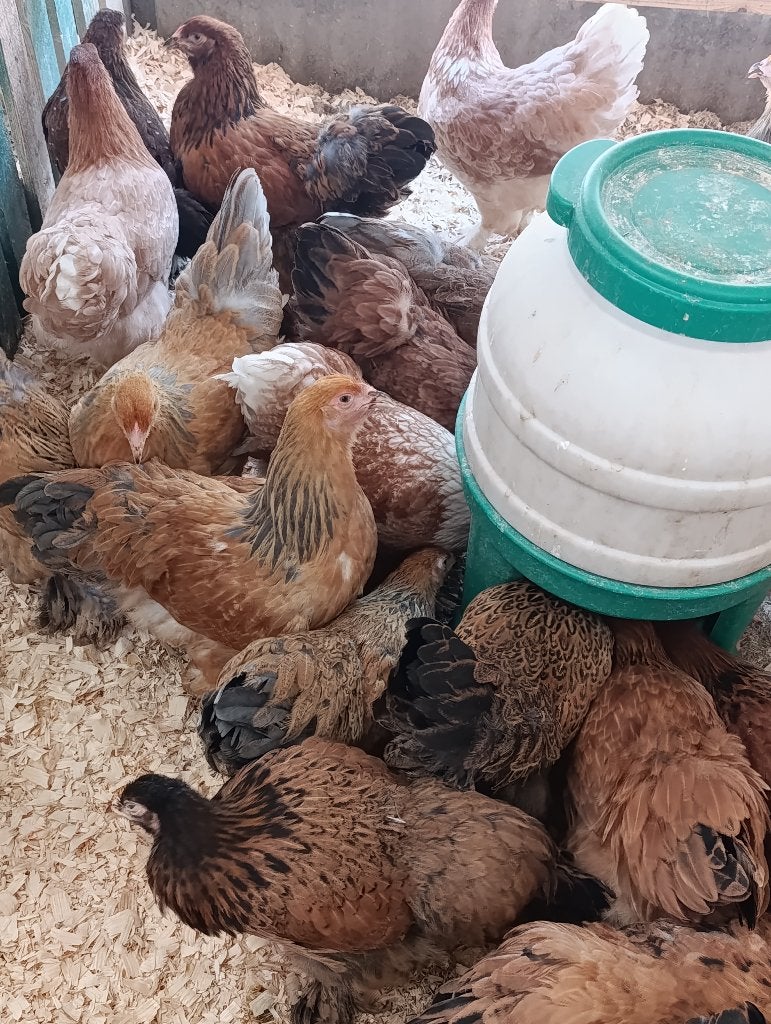Brahma tous couleurs action 4+1 GRATUITE 0499/082381, Femelle, Poule ou poulet