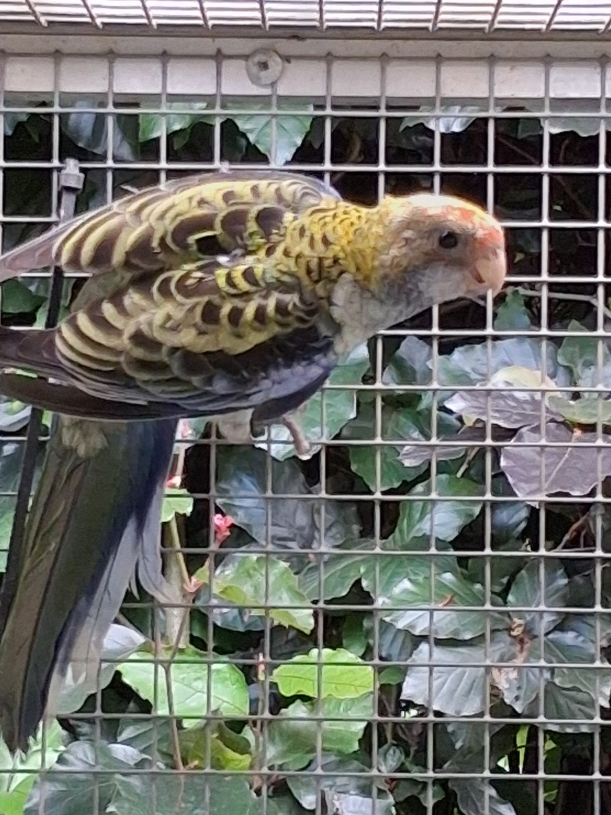 Bleekkoprosella, Bagué