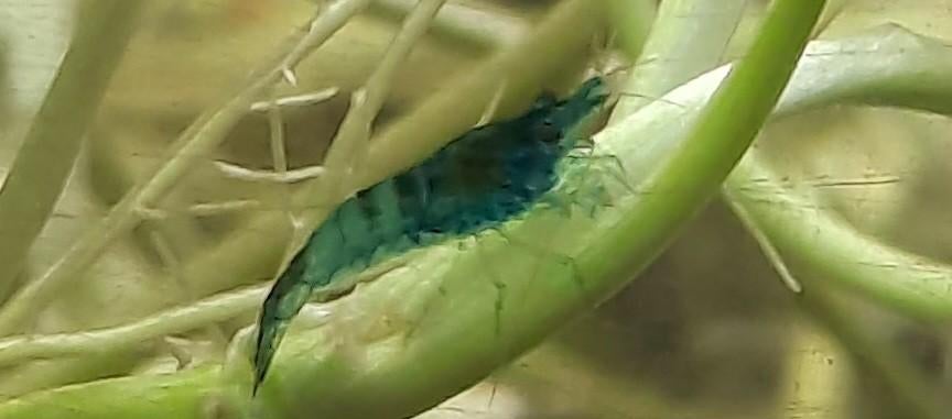 Crevette couleur divers, Animaux & Accessoires, Poissons | Poissons d'étang, Autres espèces