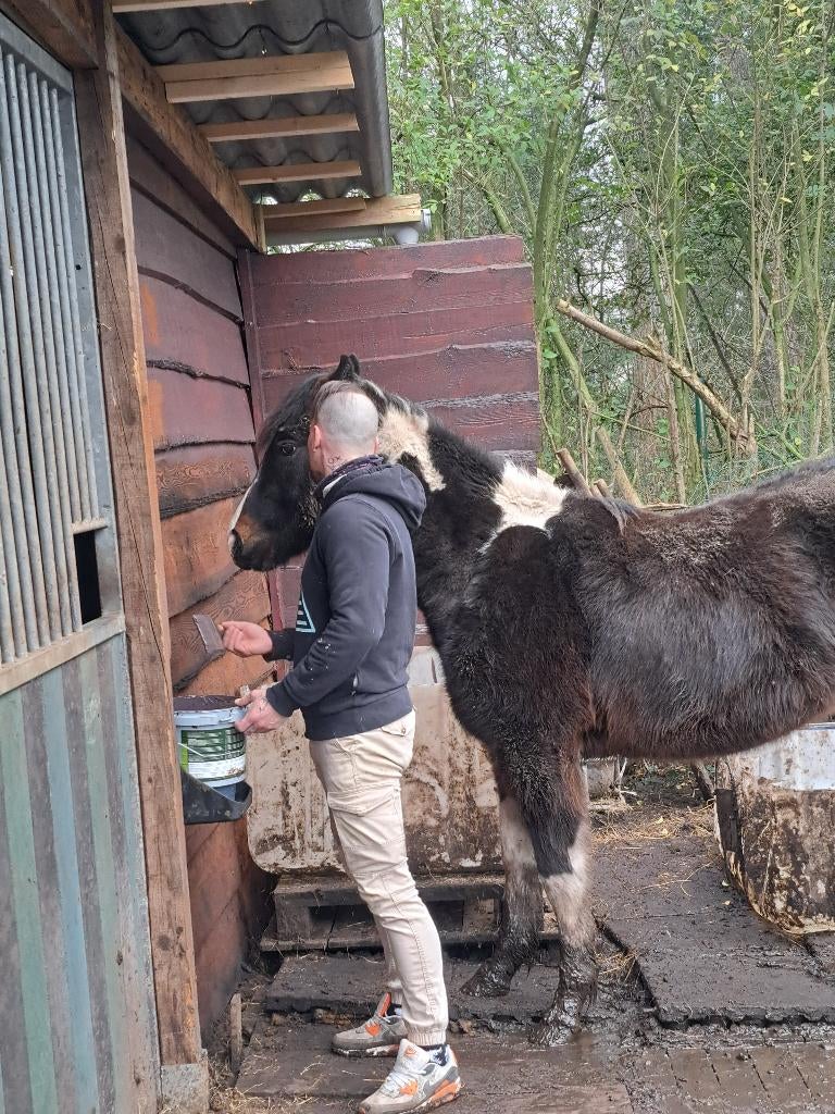 Je bent welkom, precies zoals je bent paard rij lessen, Ophalen of Verzenden, Nieuw, Recreatie