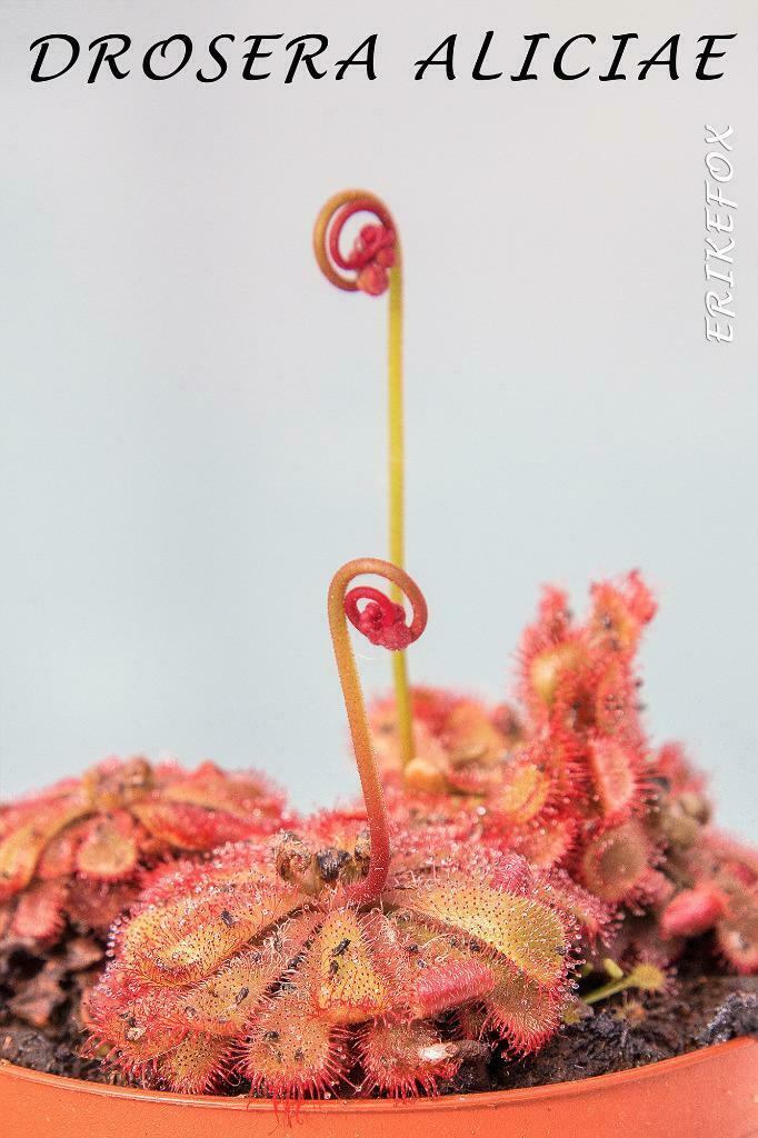 Zaden - 4 soorten vleesetende planten - Drosera + Venus, Tuin en Terras, Ophalen of Verzenden, Gehele jaar, Volle zon, Zaad