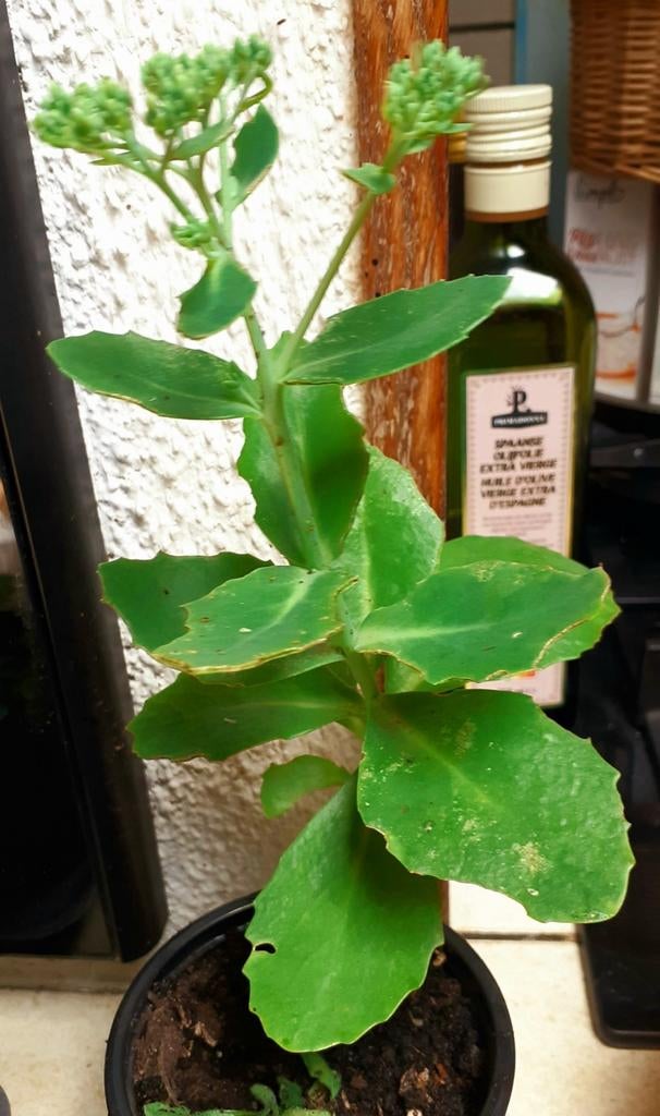 Plant de Sedum, Ophalen