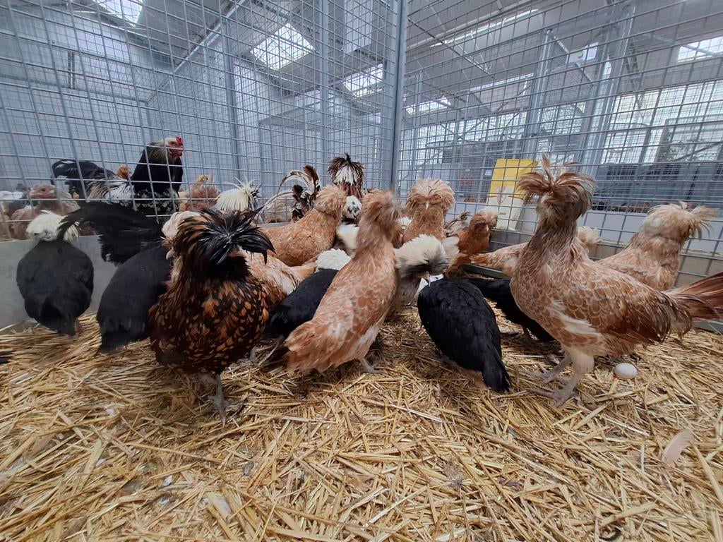 Padua kippen en hanen ruime keuze, Meerdere dieren, Kip