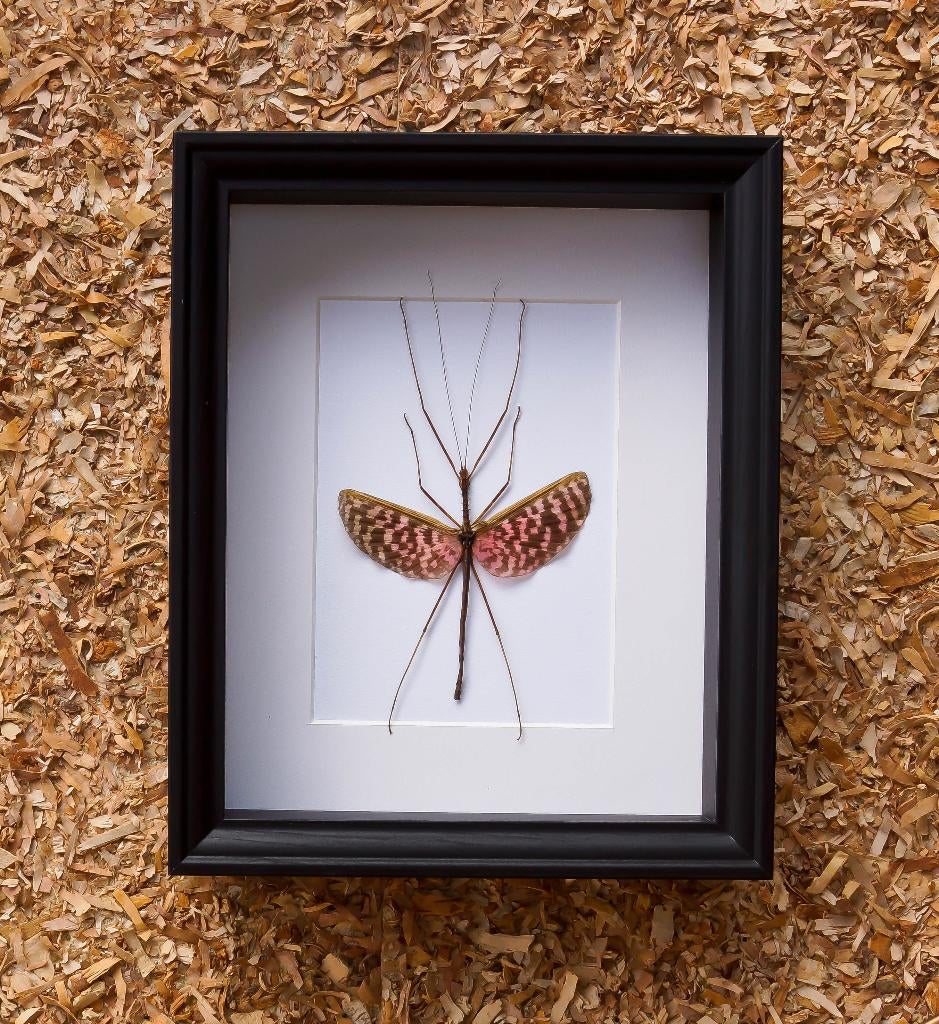 wandelende tak in kader, Ophalen of Verzenden, Nieuw, Insect, Overige typen