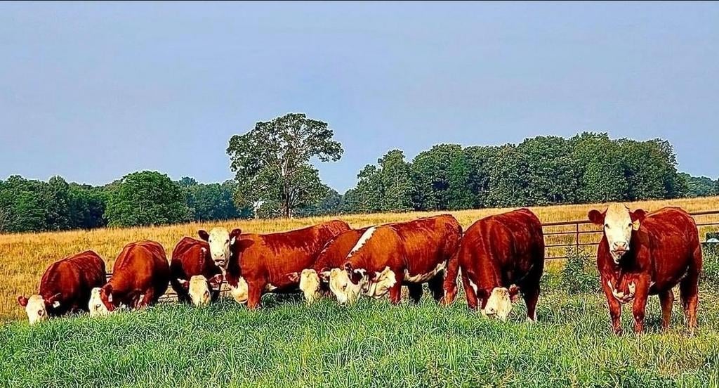 Si vous avez un pré ou une terre arable, veuillez nous conta, Enlèvement ou Envoi
