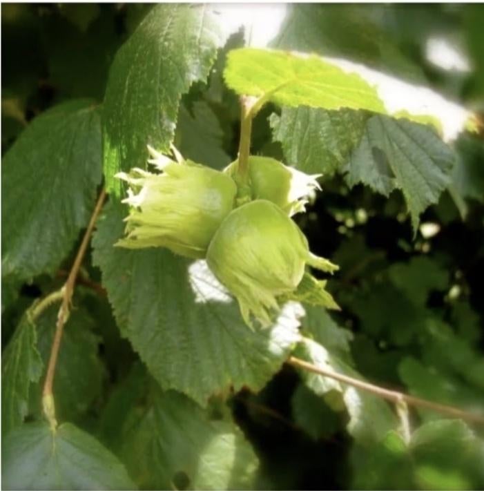 Fruitbomen, Ophalen, Vijgenboom, Lente