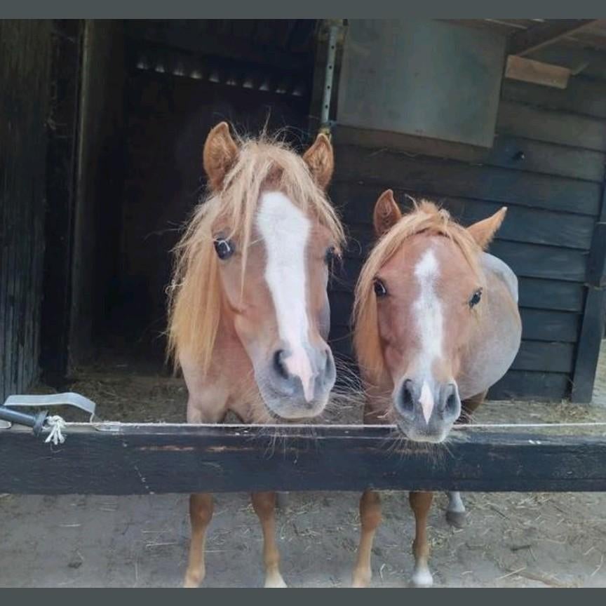 Twee lieve jonge ruinen, Vermifugé, Hongre, Poney A (jusqu'à 1.17 m), Ne s'applique pas