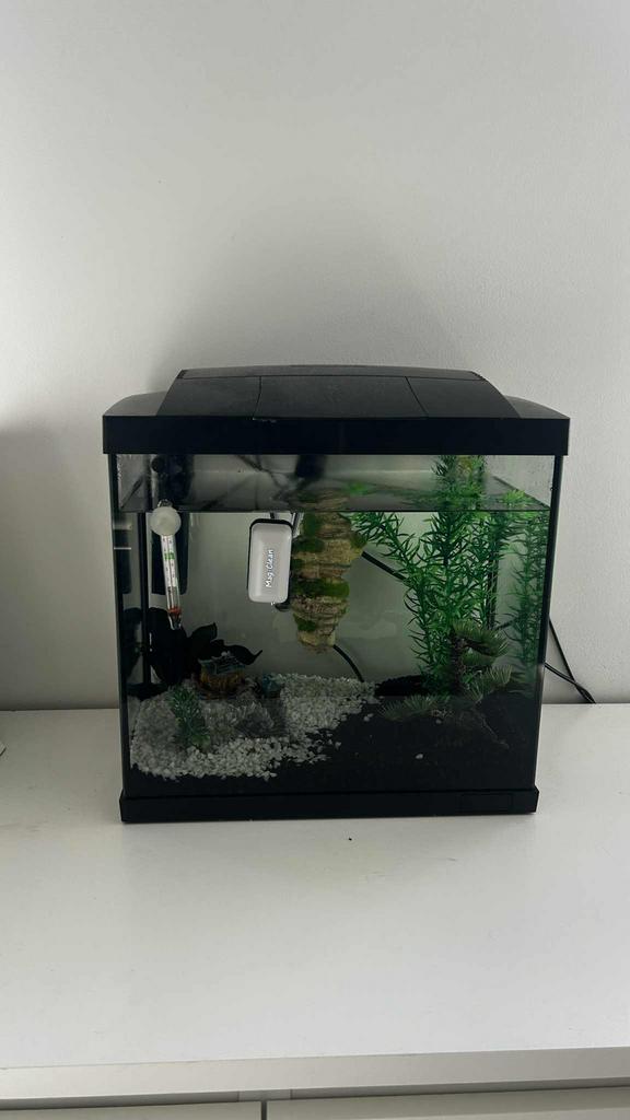 Aquarium, Ophalen