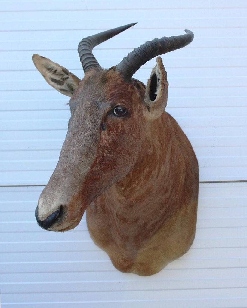 Opgezette KOP TSESSEBE antilope Afrika (gewei), Ophalen, Gebruikt, Wild dier, Opgezet dier