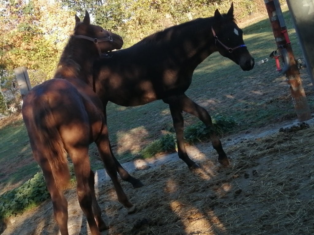 2 pouliches, Avec puce électronique, Moins de 160 cm, Ne s'applique pas, 0 à 2 ans
