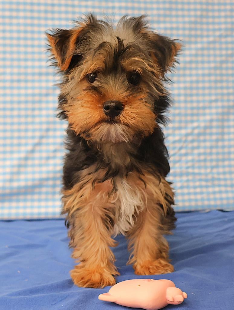 Super leuke Yorkshire pup!!!, Dieren en Toebehoren, Yorkshire Terriër, 15 weken tot 1 jaar, Reu, Buitenland