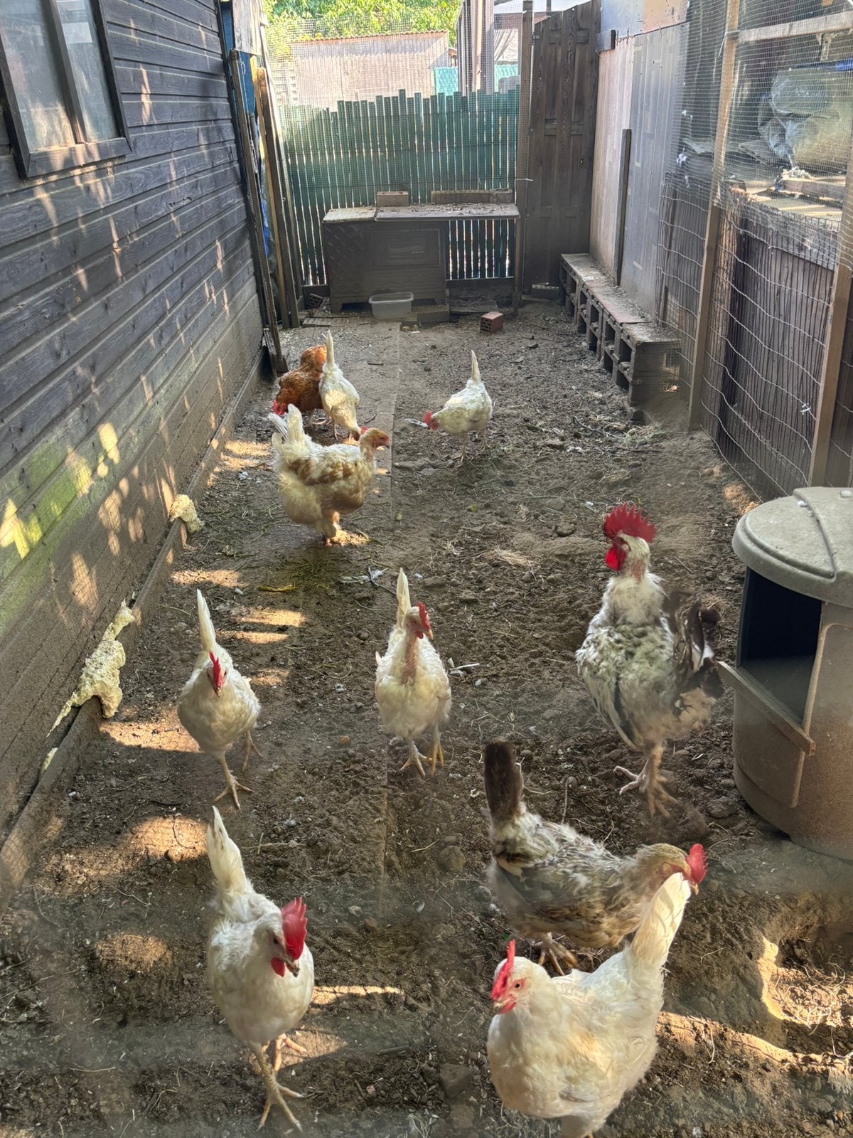 Broedeieren te koop - Rotselaar, Dieren en Toebehoren, Ophalen