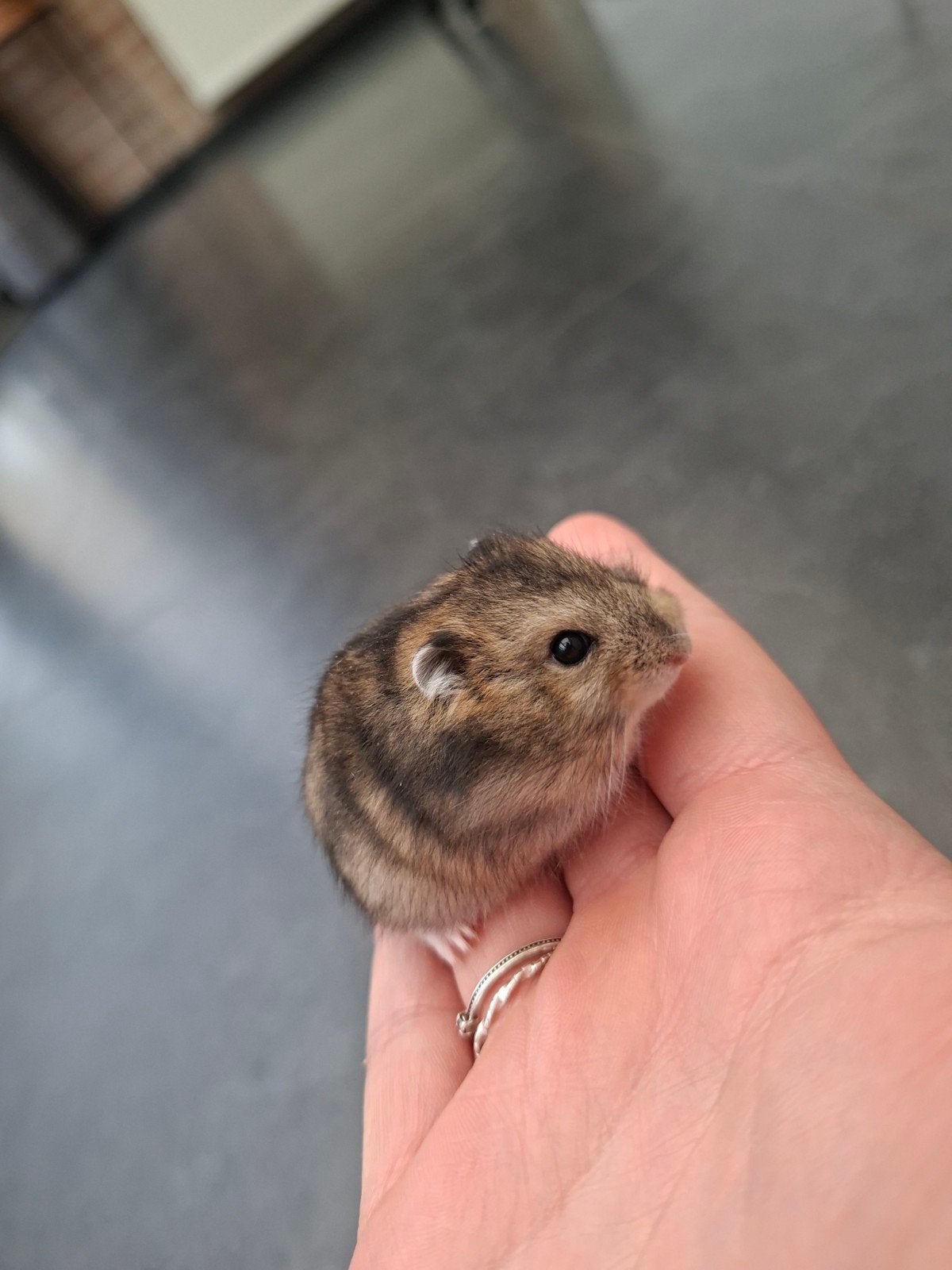 Jonge russiche dwerghamster, Animaux & Accessoires, Hamster, Mâle, Domestique, Septembre
