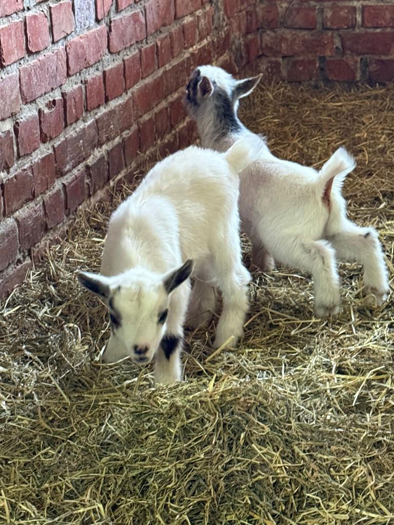 Dwergeitjes, Dieren en Toebehoren, Schapen, Geiten en Varkens, Geit