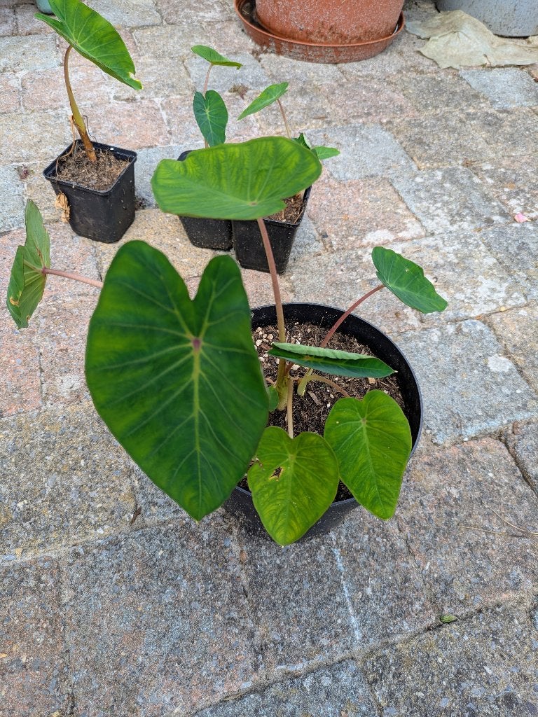 Colocasia Pink China - vanaf €1 p/st, Volle zon, Vaste plant, Herfst, Ophalen