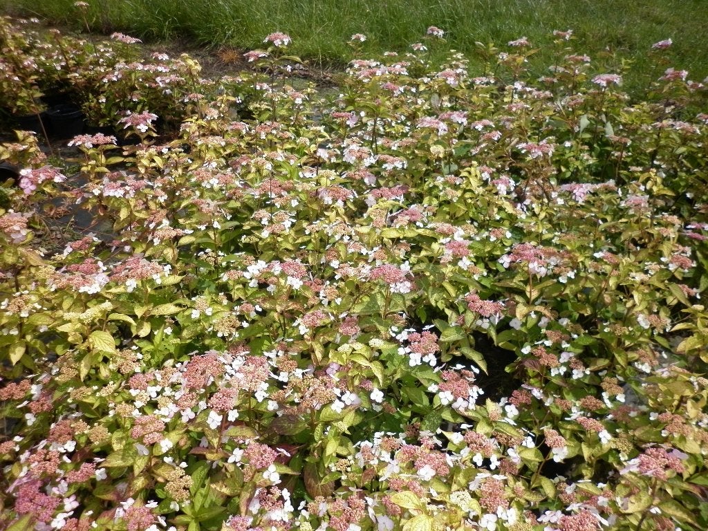 hortensia's, rood, roze, wit, Vaste plant, Halfschaduw, Zomer, Ophalen