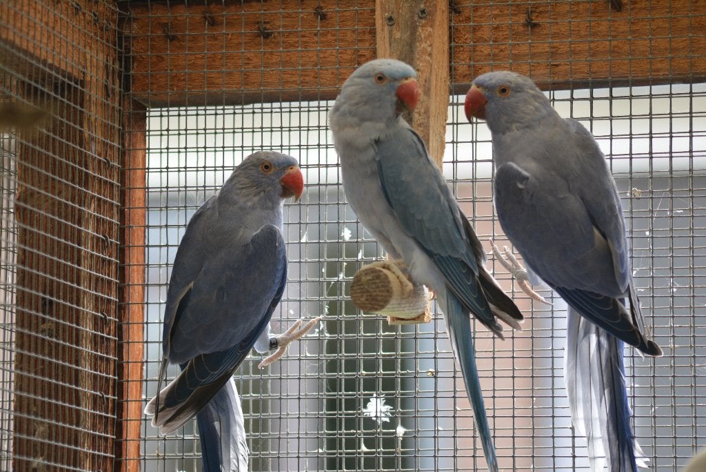 Halsbandparkieten 2026 Bleekstaart / Opaline, Meerdere dieren, Parkiet, Geringd