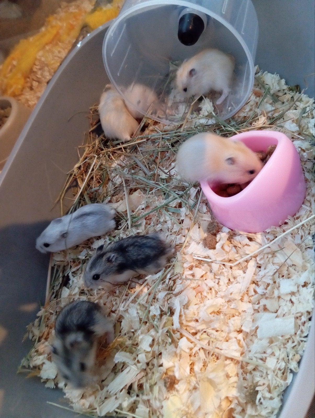 tamme rusische dwerghamsters, Dieren en Toebehoren, Hamster, Meerdere dieren, Tam, September