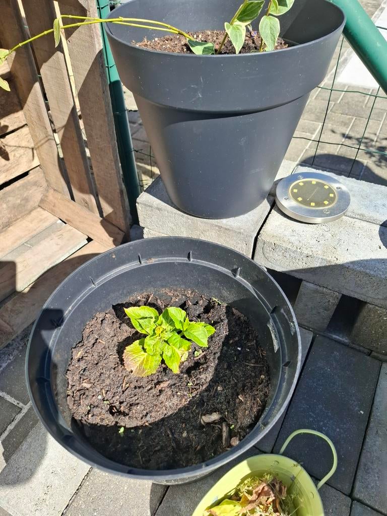 Hortensia's groot soort wintervast, Jardin & Terrasse, Plantes | Jardin, Enlèvement