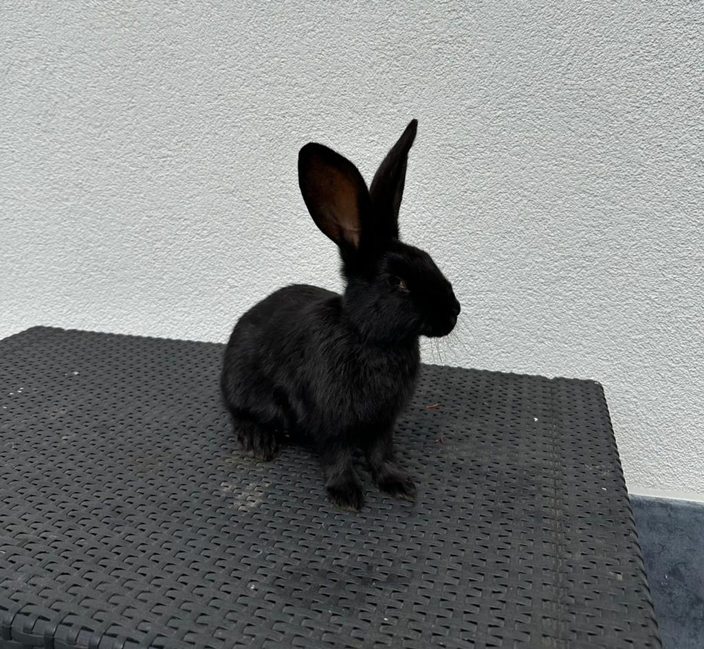 Reuzevlinder, Dieren en Toebehoren, Konijnen, Hangoor