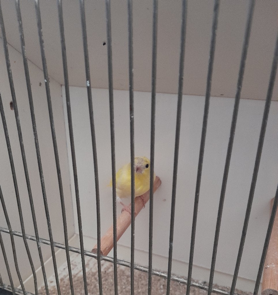 sijzen, Mâle, Oiseau chanteur sauvage, Bagué