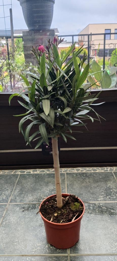 Rode laurierplant op stengel, Tuin en Terras, Ophalen