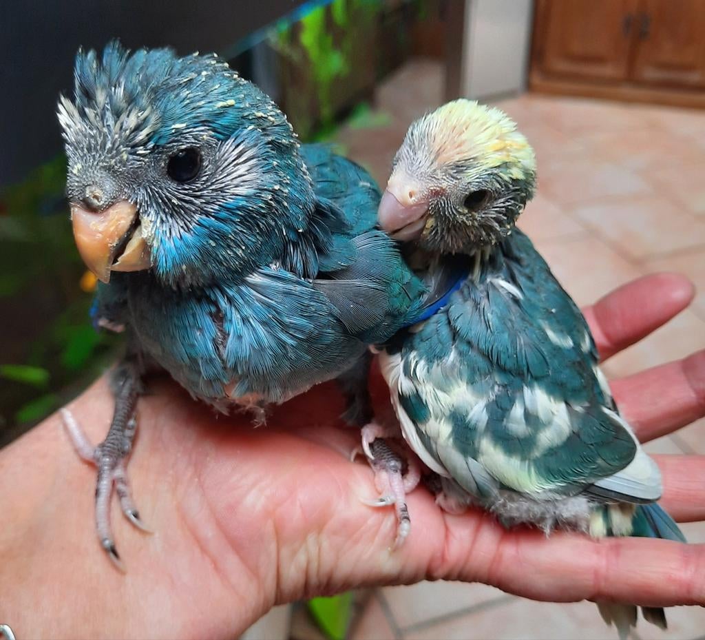 Couple de kakariki eam, Mâle