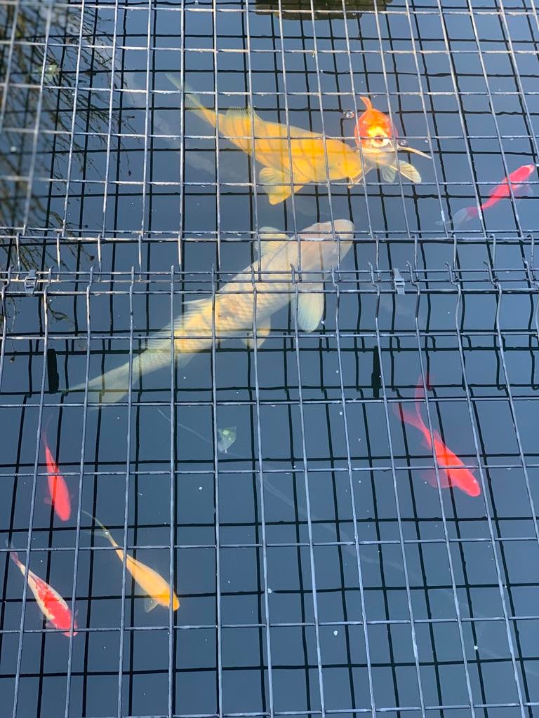 Les poissons Koi ont disparu de toute urgence