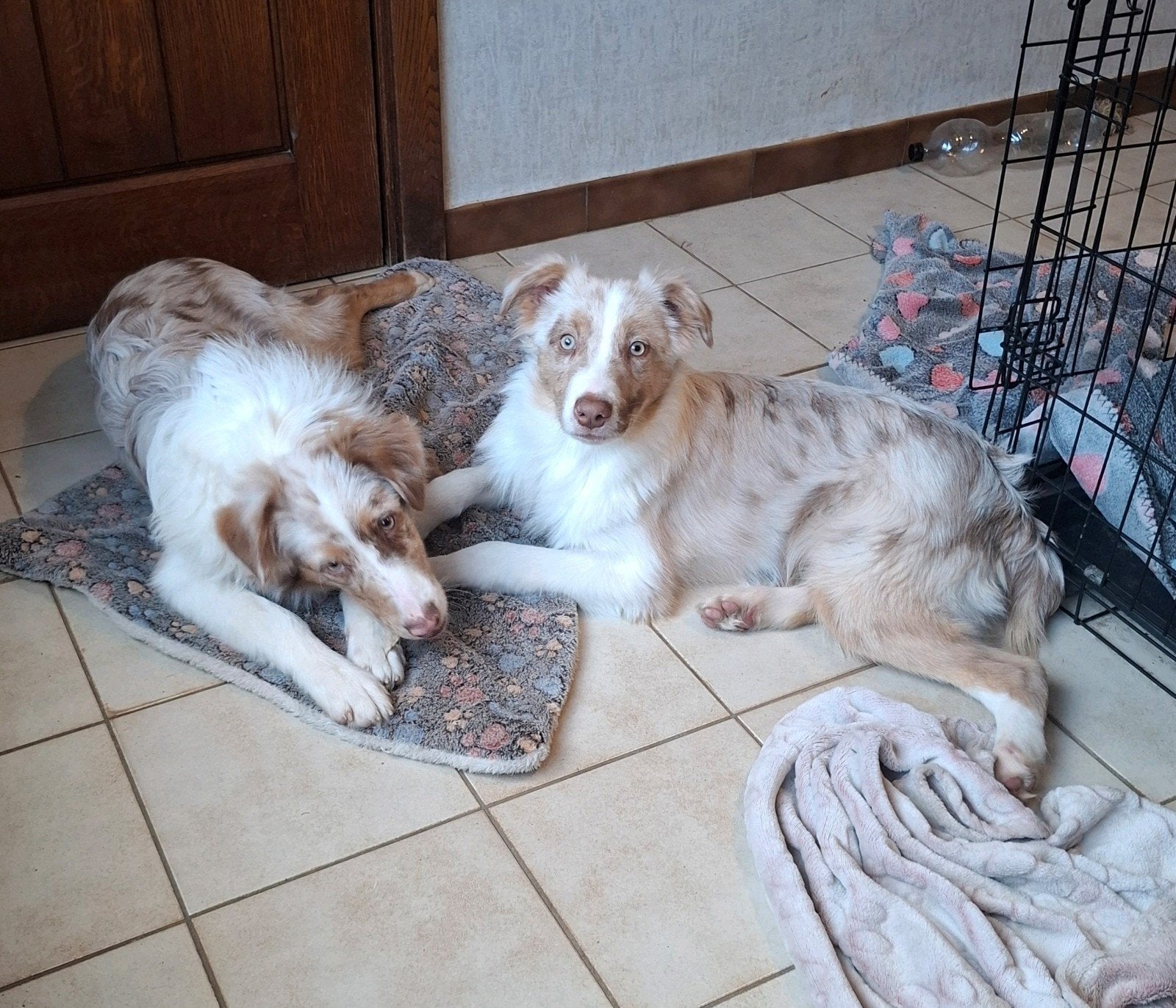 Bergers Australiens mâles 5 mois grandis à la ferme, Animaux & Accessoires, 15 semaines à 1 an, Chien (mâle), Maladie de Carré (chiens)