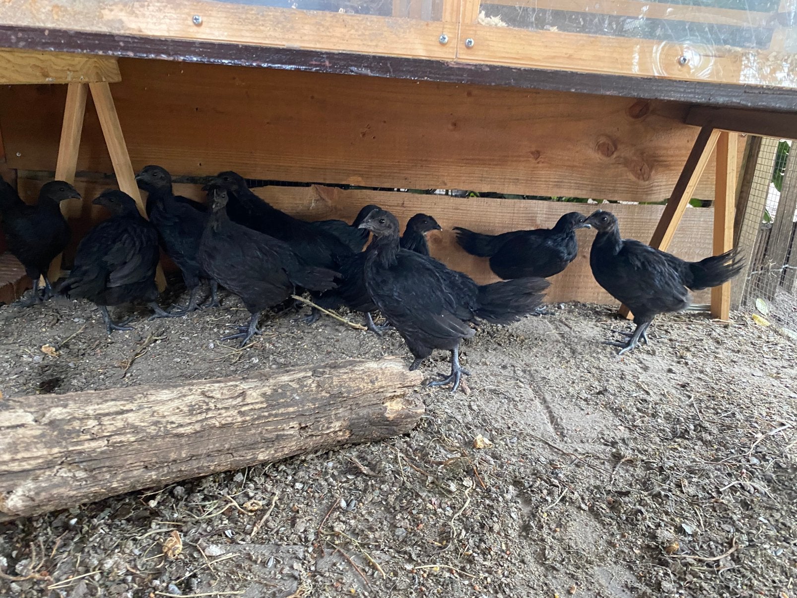 Ayam cemani kuikens, Dieren en Toebehoren, Meerdere dieren, Kip