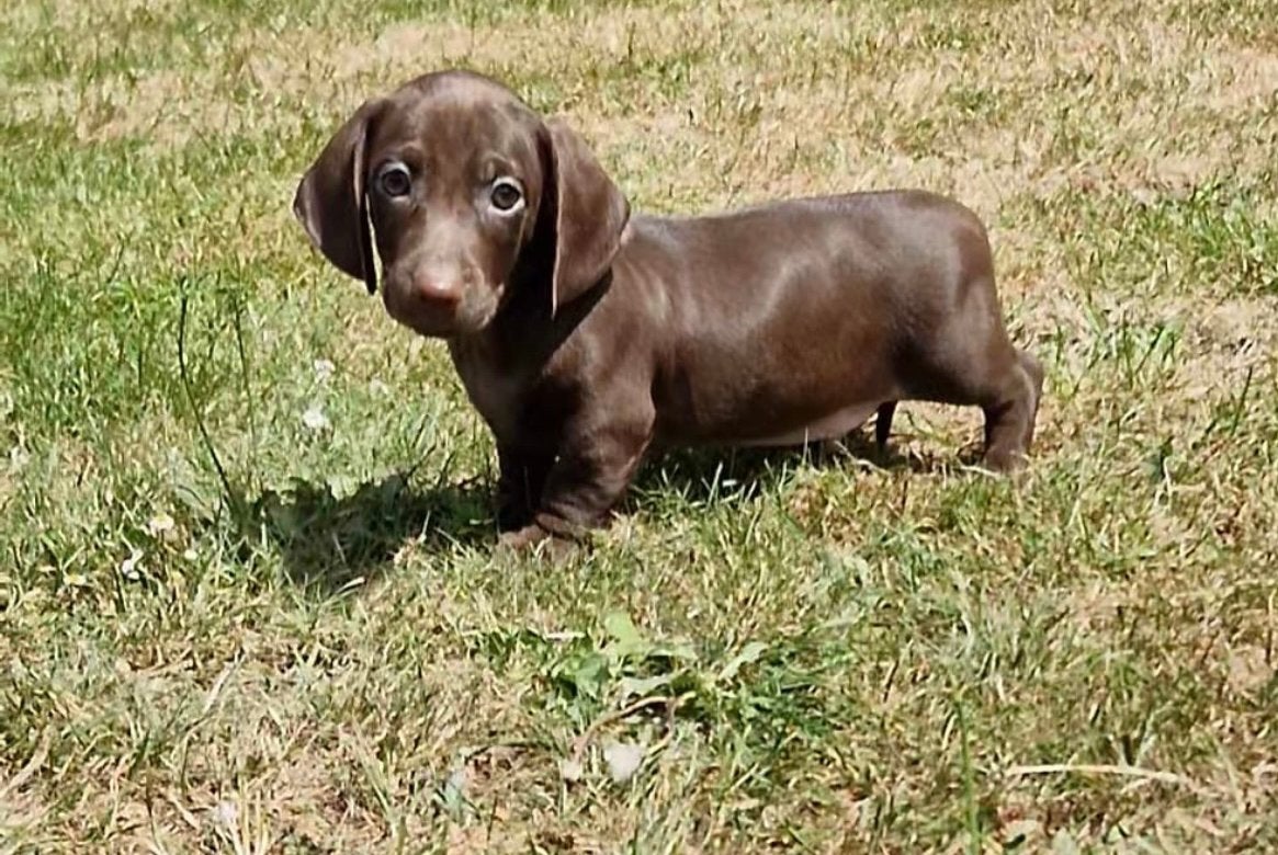 teckel pups,dwerg,solid choco,reutje, Poils courts, Chien (mâle), Hépatite contagieuse (maladie de Rubarth), Belgique