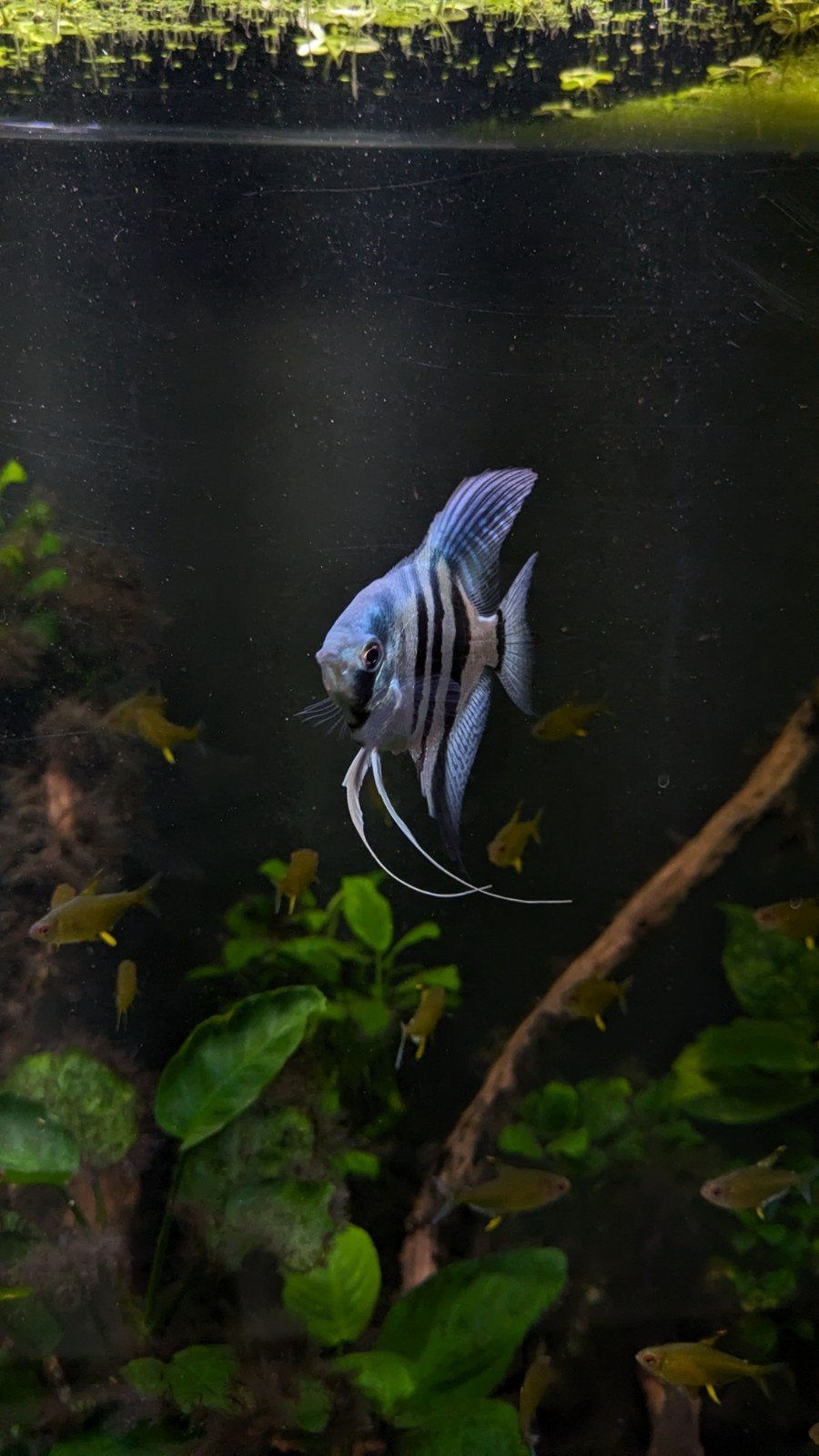 Kweekkoppel Pterophyllum scalare, Dieren en Toebehoren, Vissen | Aquariumvissen