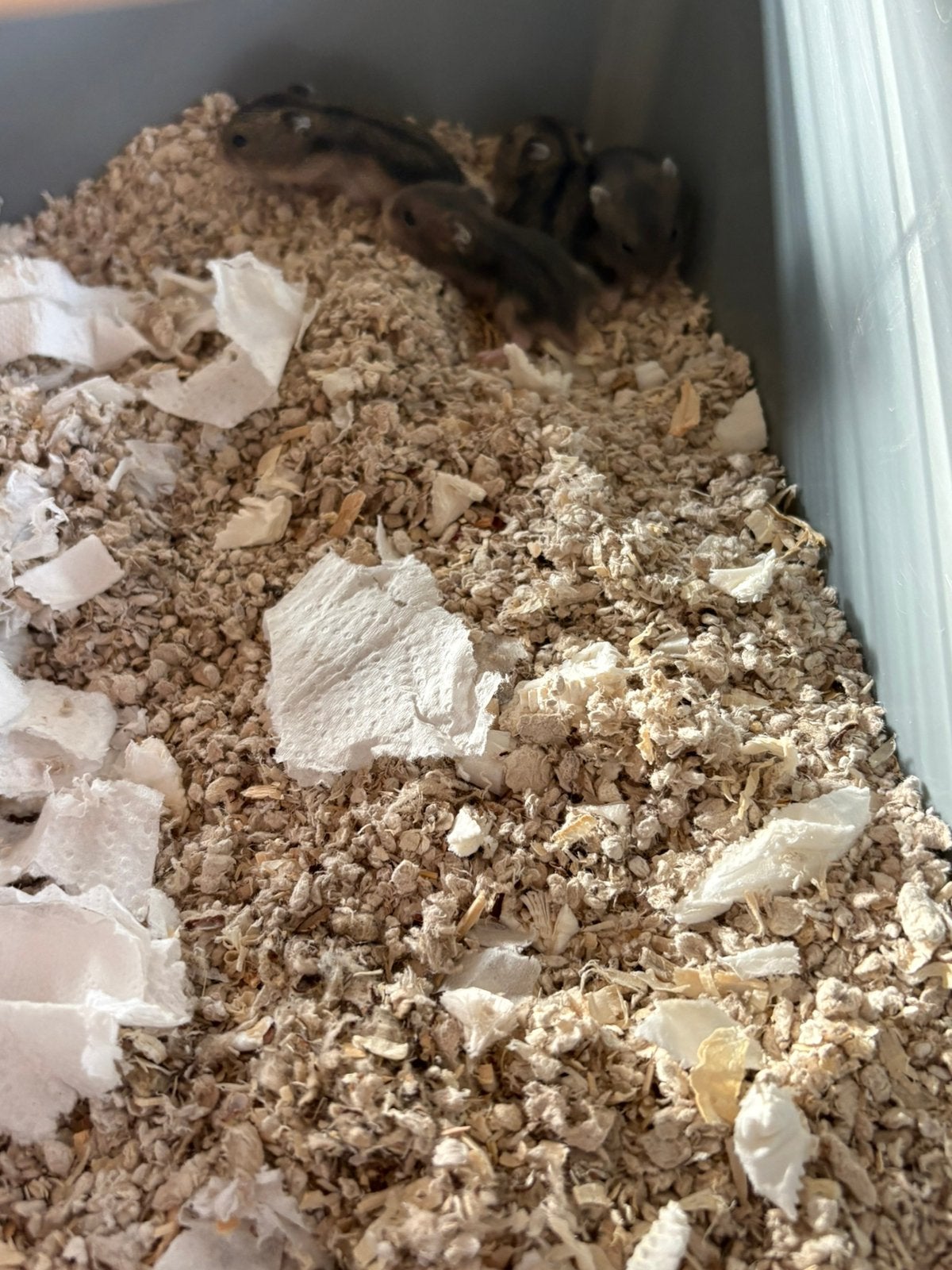 Baby hamster’s te koop, Animaux & Accessoires, Rongeurs, Hamster, Domestique, Plusieurs animaux, Mai