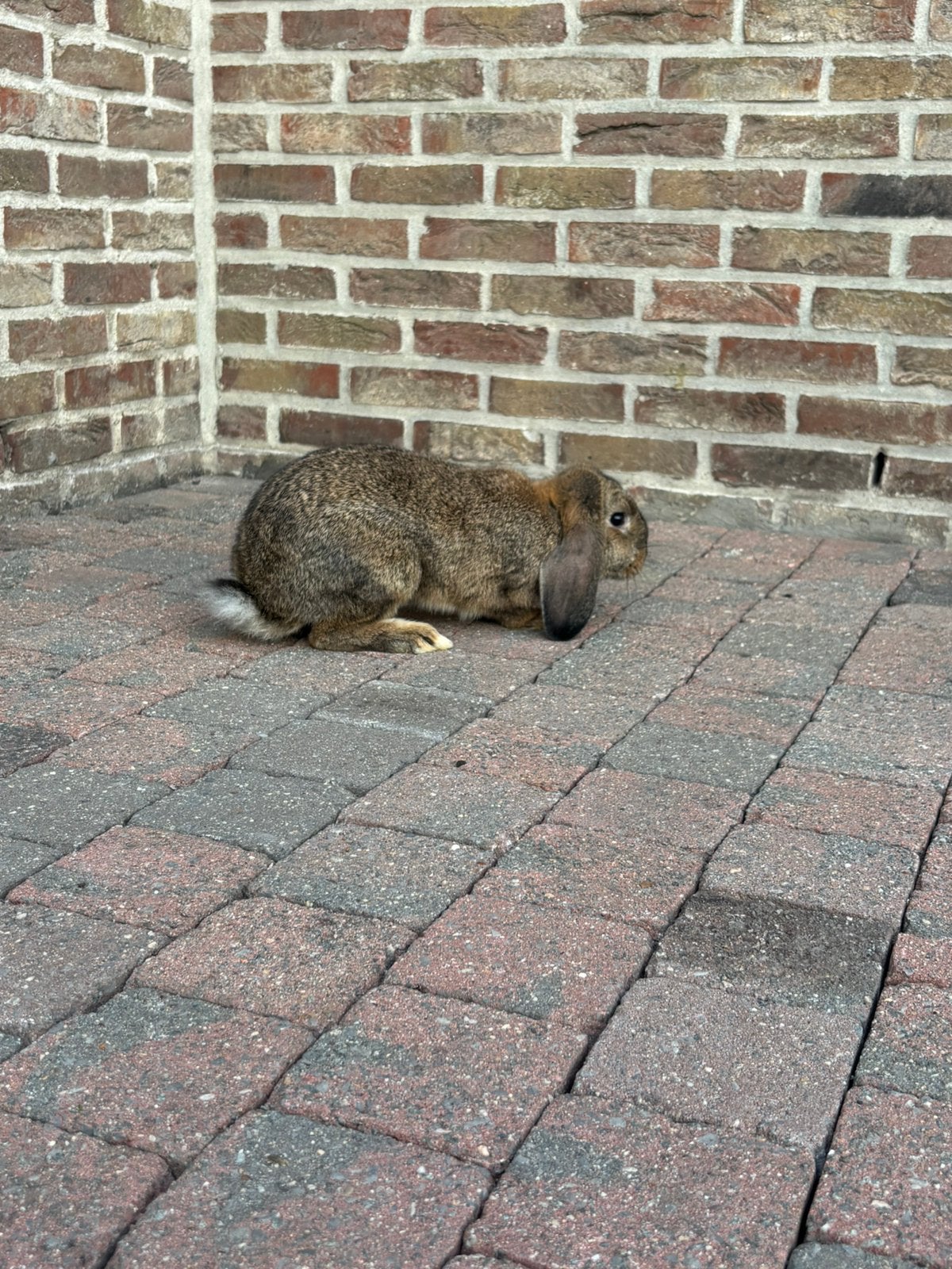 Lief Hangoor Mannetje, Mannelijk, Middelgroot, Hangoor, 0 tot 2 jaar