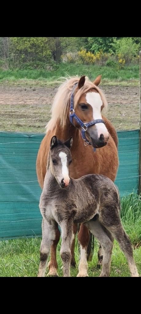 Welsh A ponies met papier, Dieren en Toebehoren, Met stamboom, Dressuurpony, Niet van toepassing, B pony (1.17m tot 1.27m)