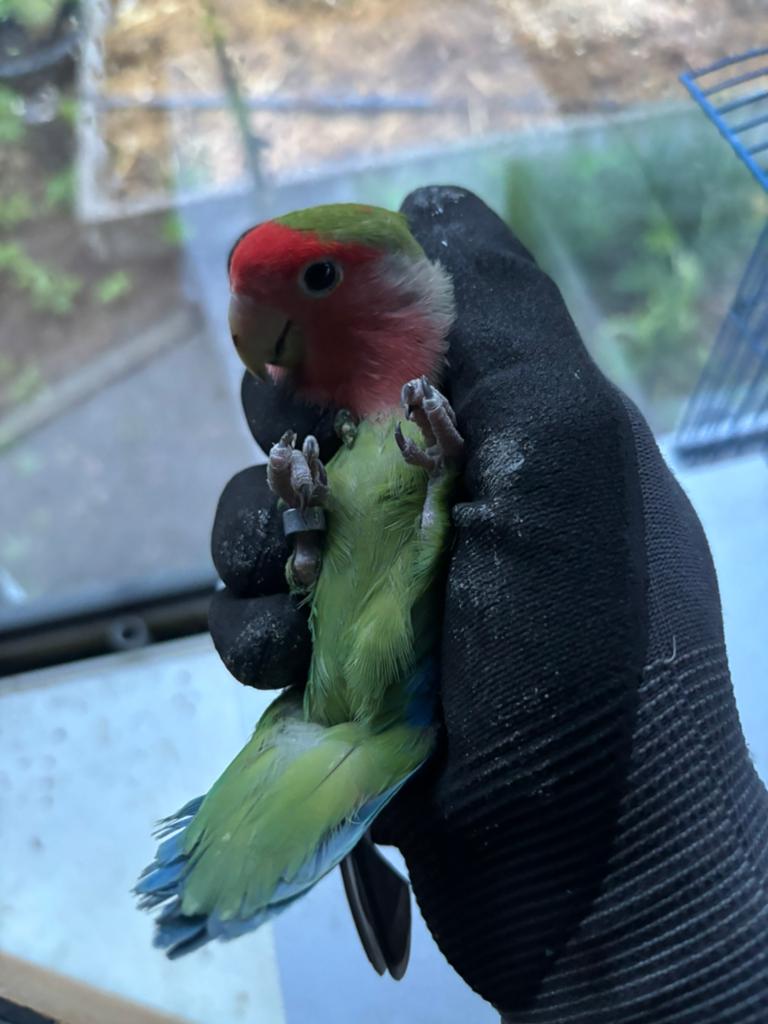 Poupée Lovebird Roseicollis